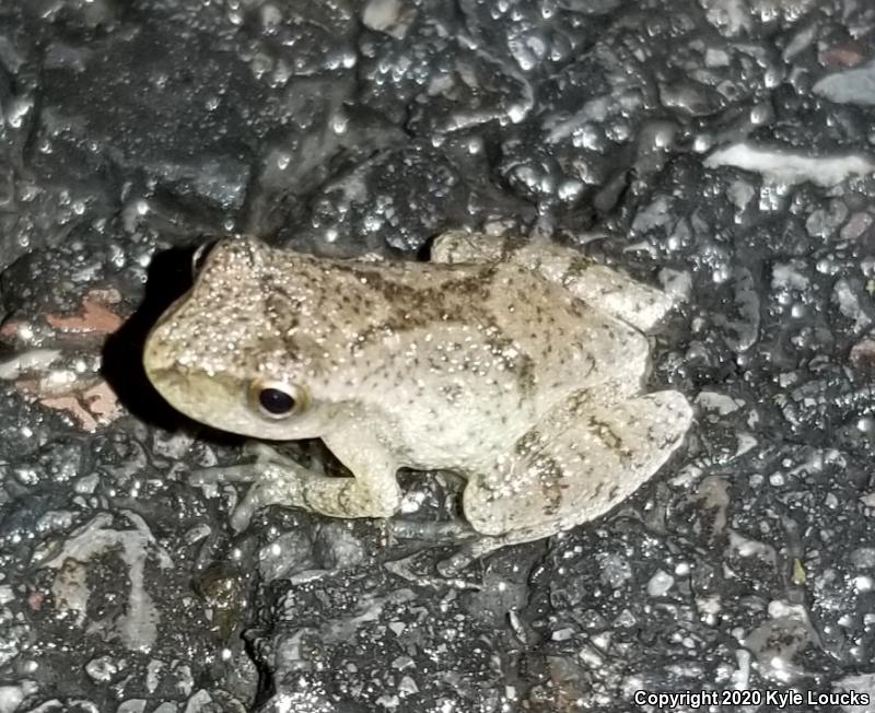 Spring Peeper (Pseudacris crucifer)