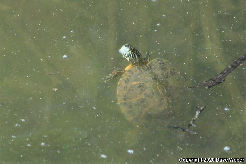 Eastern River Cooter (Pseudemys concinna concinna)