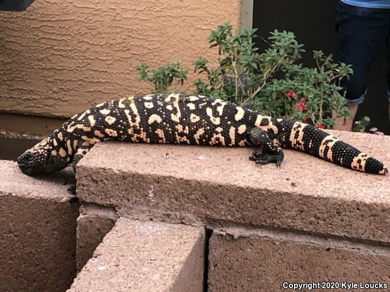 Gila Monster (Heloderma suspectum)