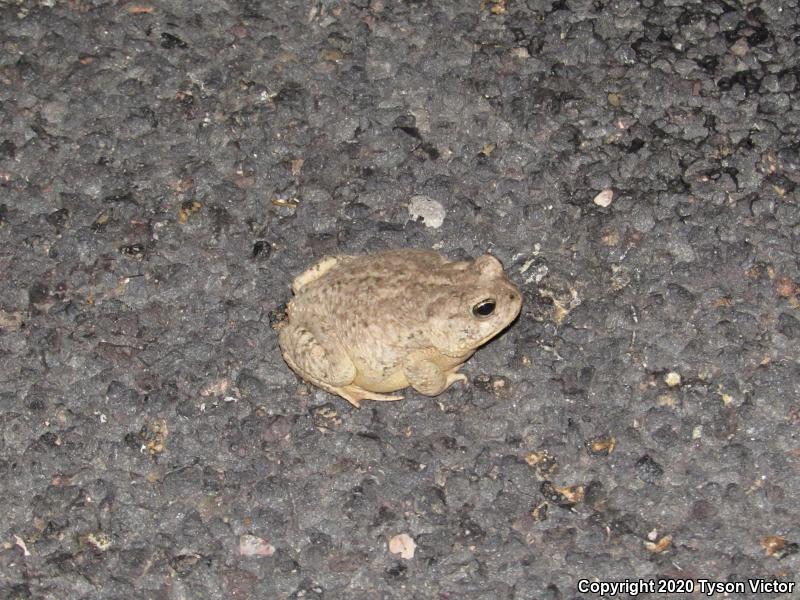 Arizona Toad (Anaxyrus microscaphus)