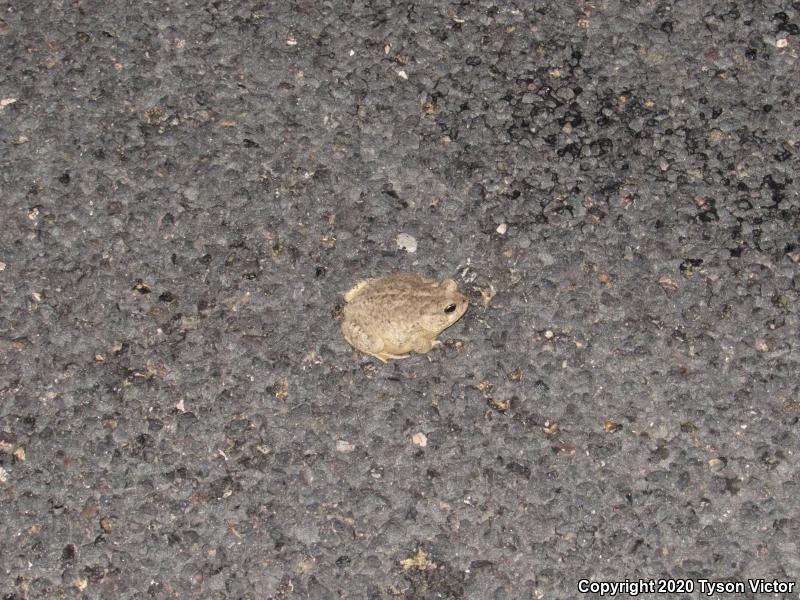 Arizona Toad (Anaxyrus microscaphus)