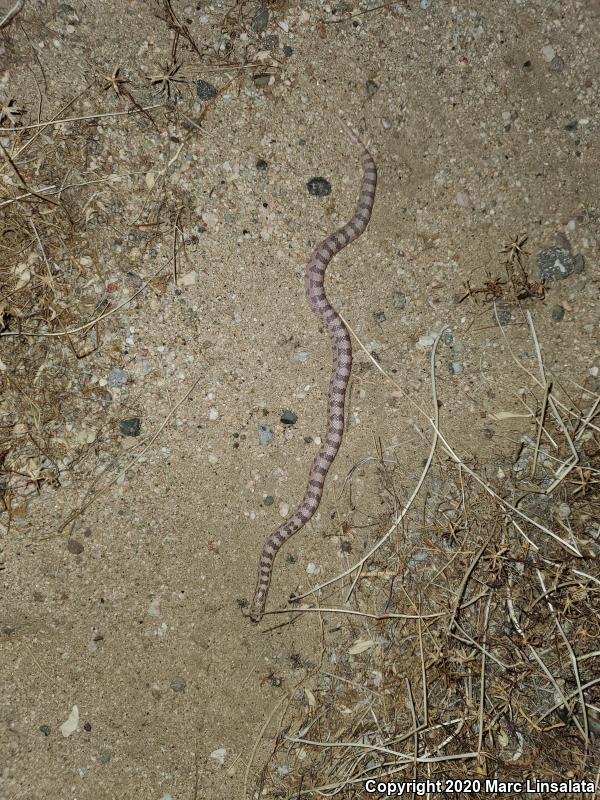 Spotted Leaf-nosed Snake (Phyllorhynchus decurtatus)