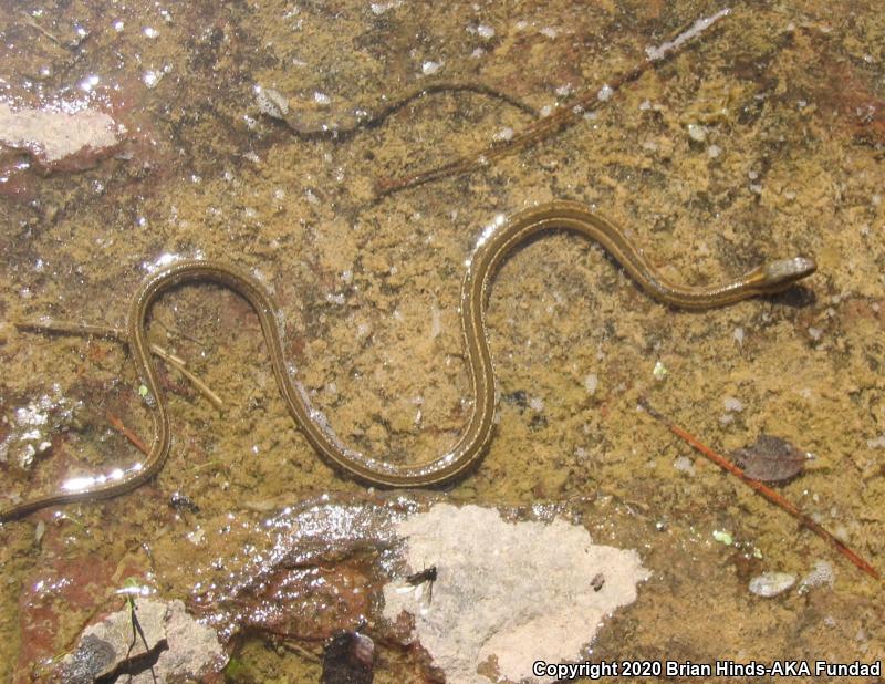 Mexican Gartersnake (Thamnophis eques)