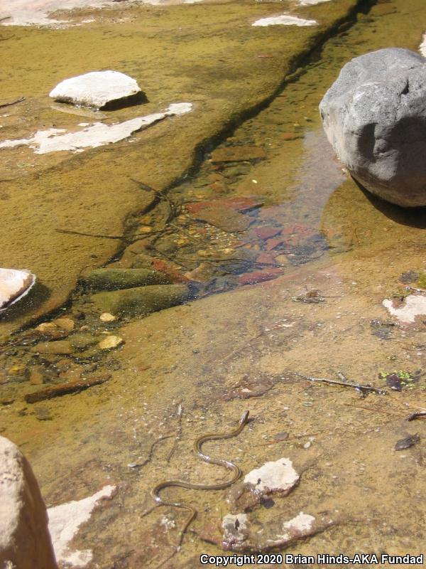 Mexican Gartersnake (Thamnophis eques)