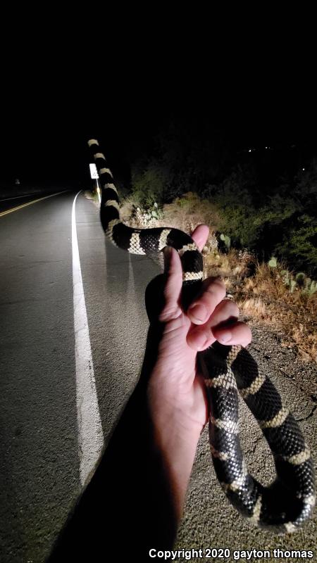 California Kingsnake (Lampropeltis getula californiae)