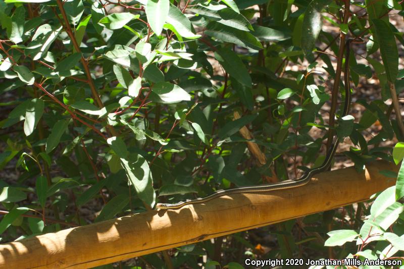 California Striped Racer (Coluber lateralis lateralis)