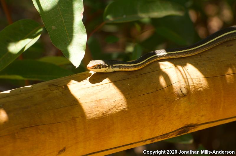 California Striped Racer (Coluber lateralis lateralis)