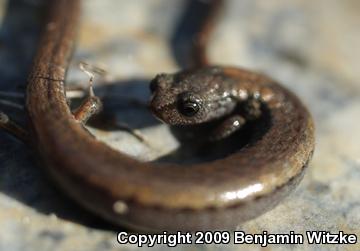 Hell Hollow Slender Salamander (Batrachoseps diabolicus)