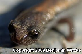 Hell Hollow Slender Salamander (Batrachoseps diabolicus)