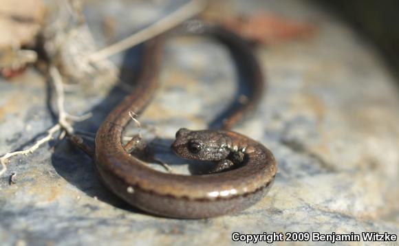 Hell Hollow Slender Salamander (Batrachoseps diabolicus)