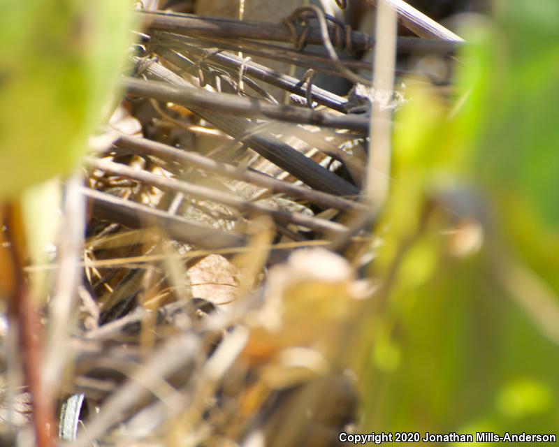 Belding's Orange-throated Whiptail (Aspidoscelis hyperythra beldingi)