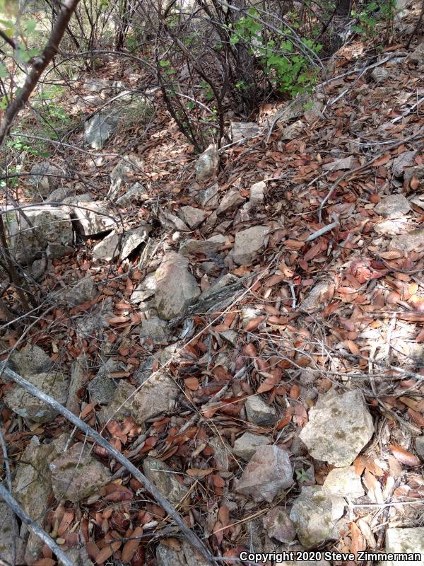 Banded Rock Rattlesnake (Crotalus lepidus klauberi)