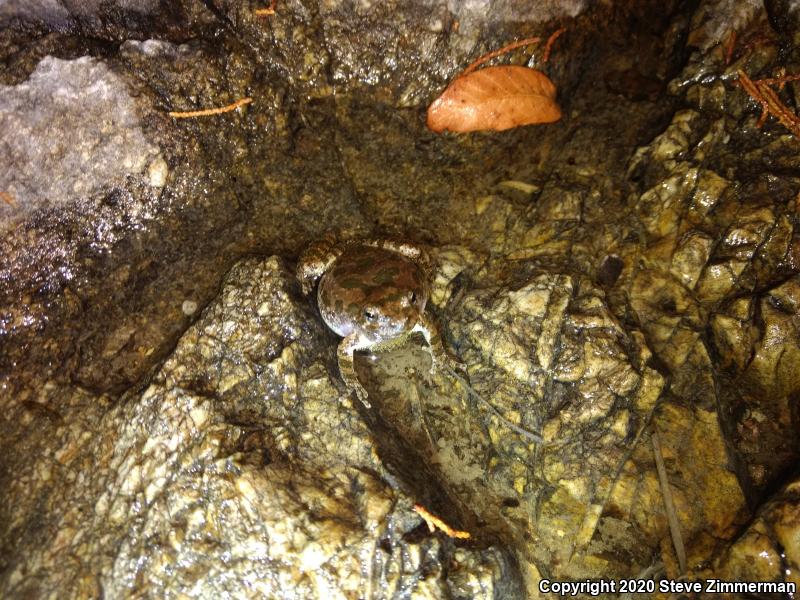 Canyon Treefrog (Hyla arenicolor)