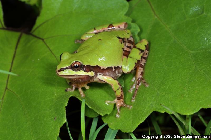 Arizona Treefrog (Hyla wrightorum)