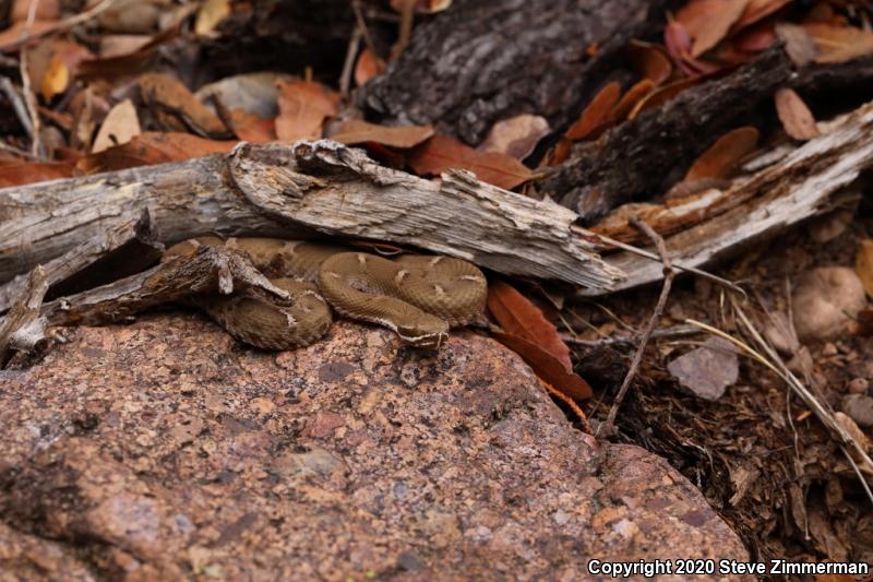 Arizona Ridge-nosed Rattlesnake (Crotalus willardi willardi)