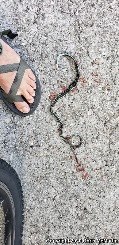 Gulf Coast Ribbonsnake (Thamnophis proximus orarius)