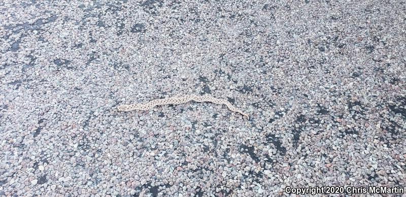 Mexican Hog-nosed Snake (Heterodon kennerlyi)