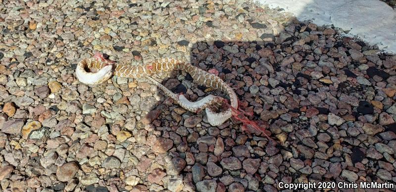 Texas Glossy Snake (Arizona elegans arenicola)