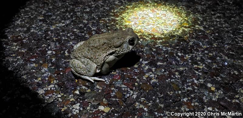 Texas Toad (Anaxyrus speciosus)