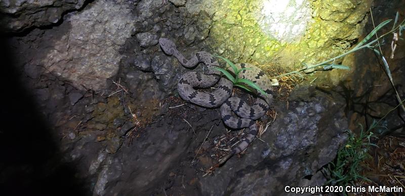 Mottled Rock Rattlesnake (Crotalus lepidus lepidus)