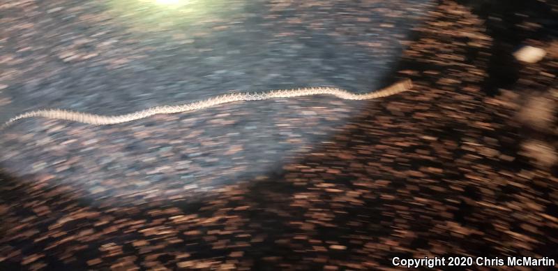 Great Plains Ratsnake (Pantherophis emoryi)