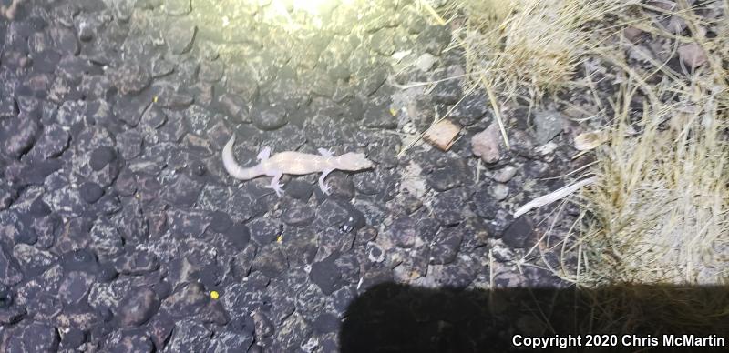 Texas Banded Gecko (Coleonyx brevis)