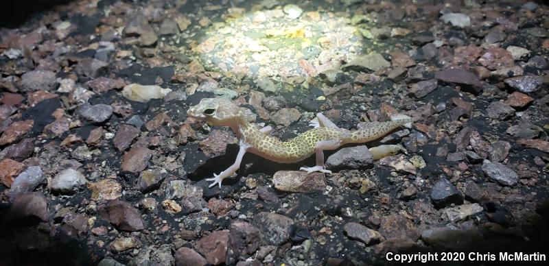 Texas Banded Gecko (Coleonyx brevis)