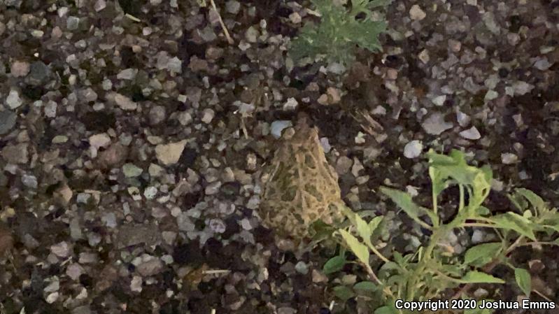 Great Plains Toad (Anaxyrus cognatus)