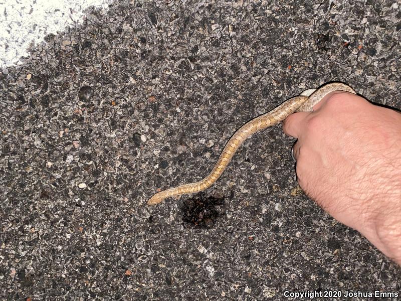 Painted Desert Glossy Snake (Arizona elegans philipi)