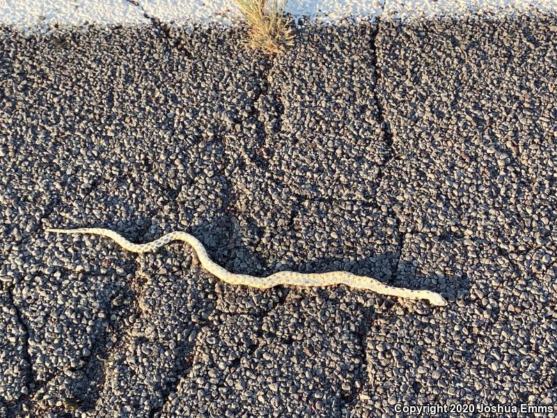 Bullsnake (Pituophis catenifer sayi)