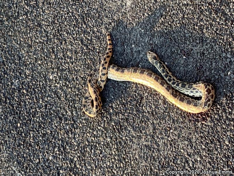 Bullsnake (Pituophis catenifer sayi)