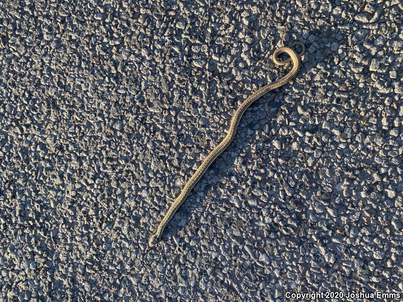 Wandering Gartersnake (Thamnophis elegans vagrans)