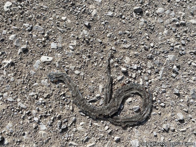 Wandering Gartersnake (Thamnophis elegans vagrans)