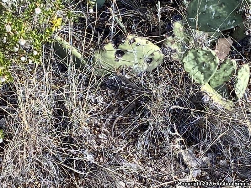 Chihuahuan Spotted Whiptail (Aspidoscelis exsanguis)