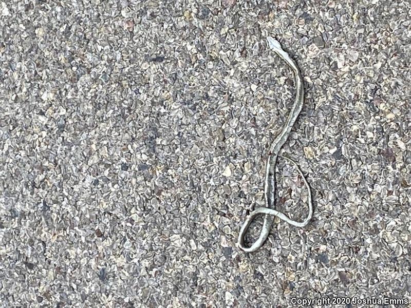 Wandering Gartersnake (Thamnophis elegans vagrans)