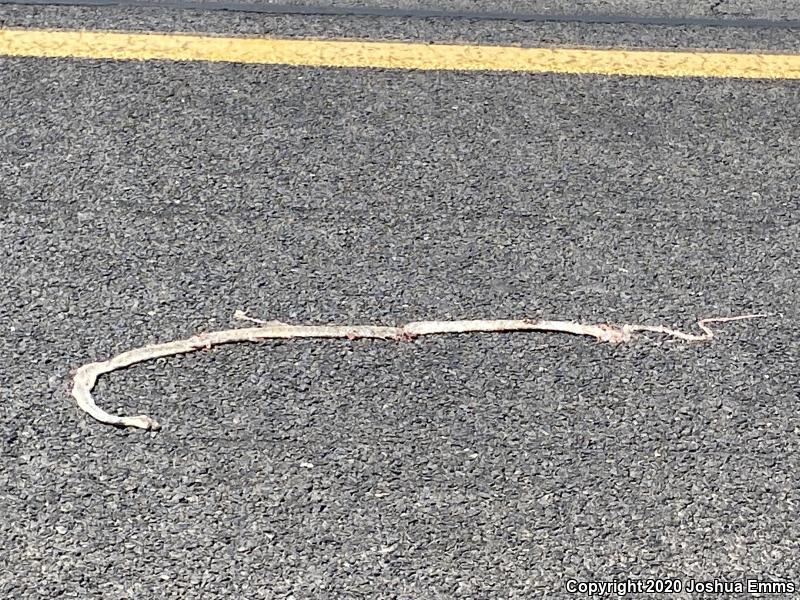 Western Coachwhip (Coluber flagellum testaceus)