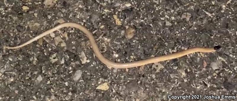 Plains Black-headed Snake (Tantilla nigriceps)