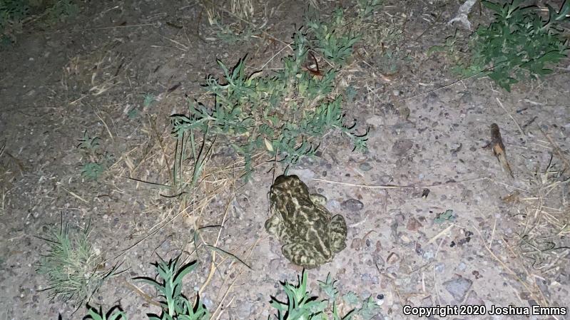 Great Plains Toad (Anaxyrus cognatus)