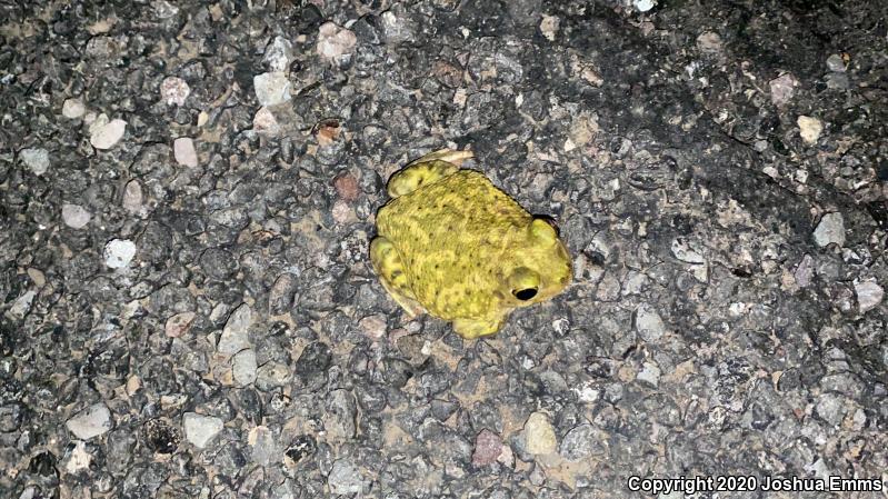 Couch's Spadefoot (Scaphiopus couchii)