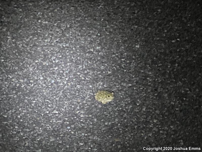 Couch's Spadefoot (Scaphiopus couchii)