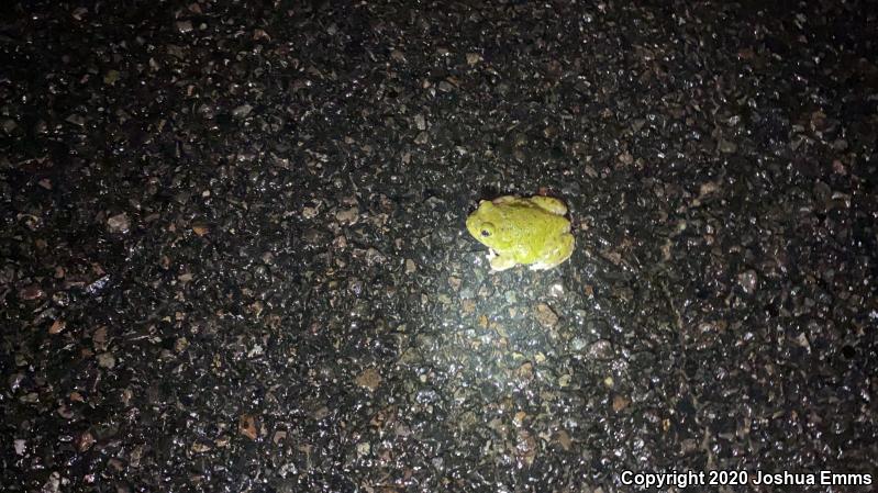 Couch's Spadefoot (Scaphiopus couchii)