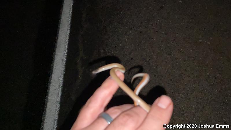 Plains Black-headed Snake (Tantilla nigriceps)