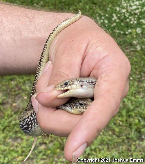 Great Plains Skink (Plestiodon obsoletus)