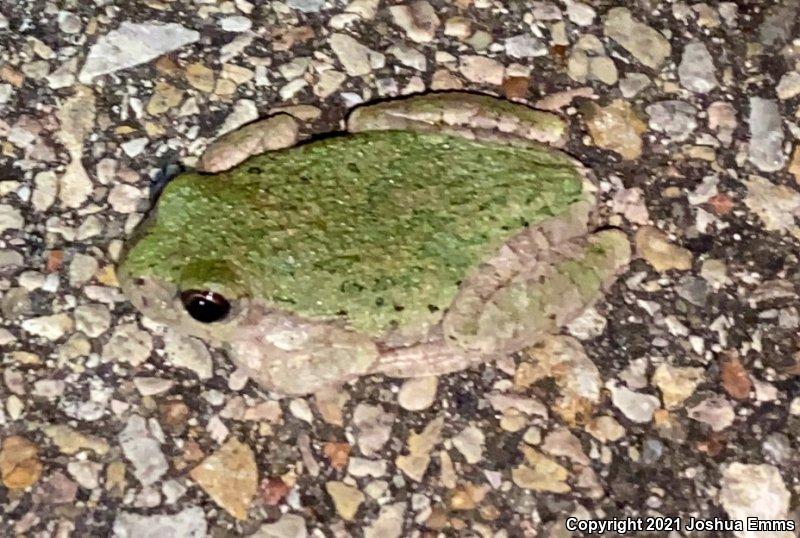 Cope's Gray Treefrog (Hyla chrysoscelis)