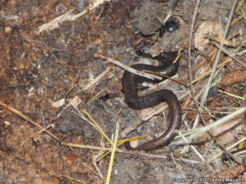 California Slender Salamander (Batrachoseps attenuatus)