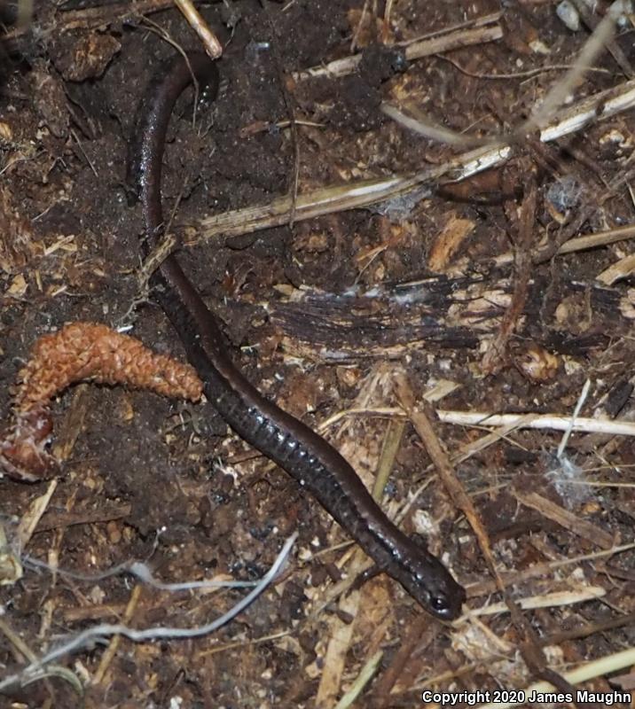 California Slender Salamander (Batrachoseps attenuatus)