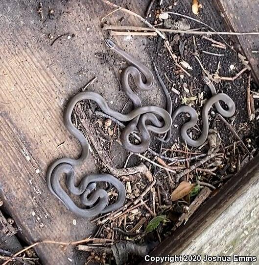 Prairie Ring-necked Snake (Diadophis punctatus arnyi)