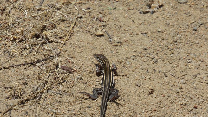 Belding's Orange-throated Whiptail (Aspidoscelis hyperythra beldingi)