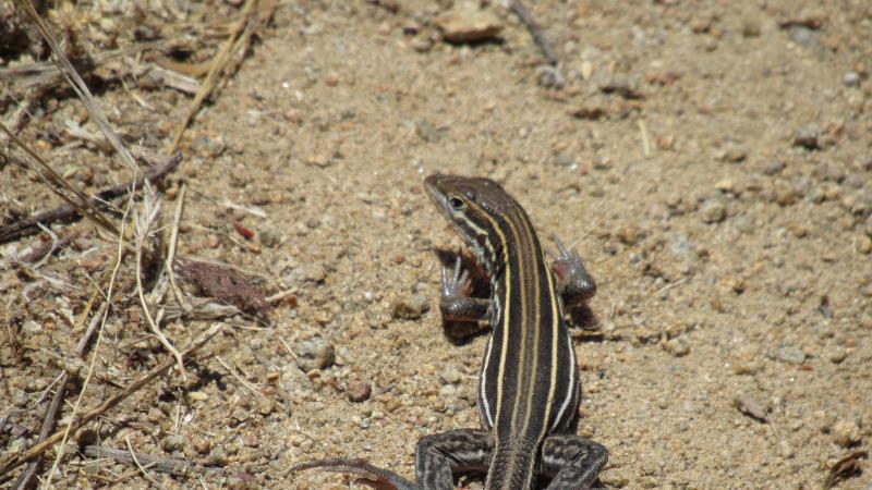 Belding's Orange-throated Whiptail (Aspidoscelis hyperythra beldingi)