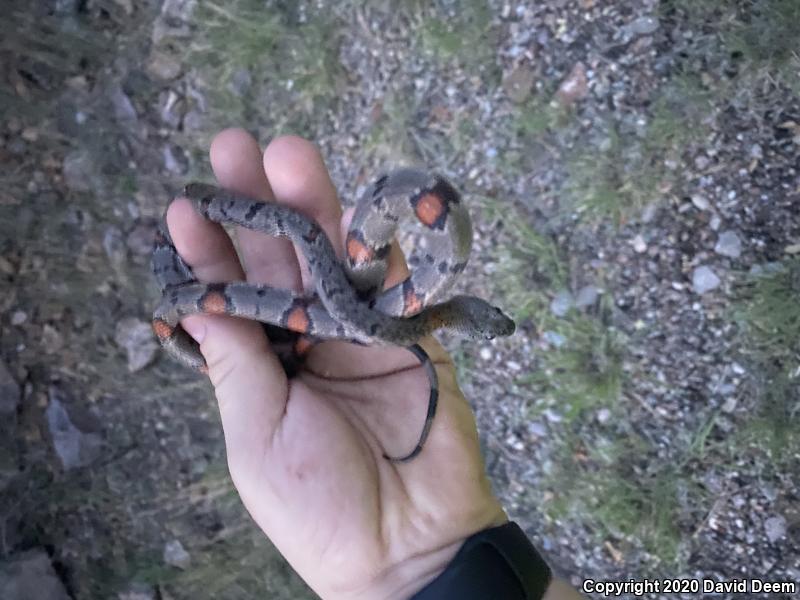 Gray-banded Kingsnake (Lampropeltis alterna)